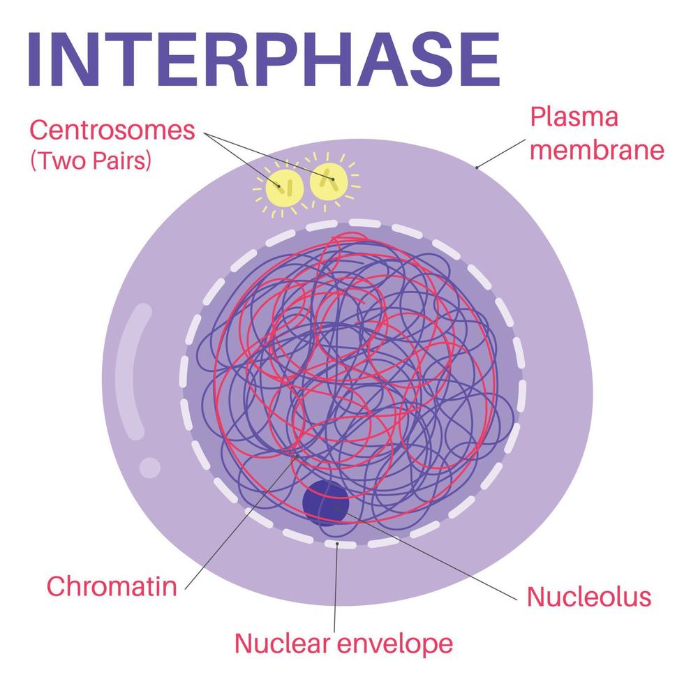 l'interphase est la partie du cycle cellulaire. vecteur