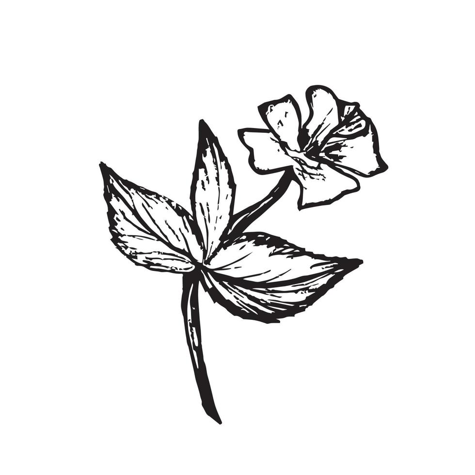 fleur vectorielle simple dessinée à la main avec tige, feuilles, pétales en contour noir isolé sur fond blanc pour la conception printanière de cartes, impressions, autocollants. vecteur