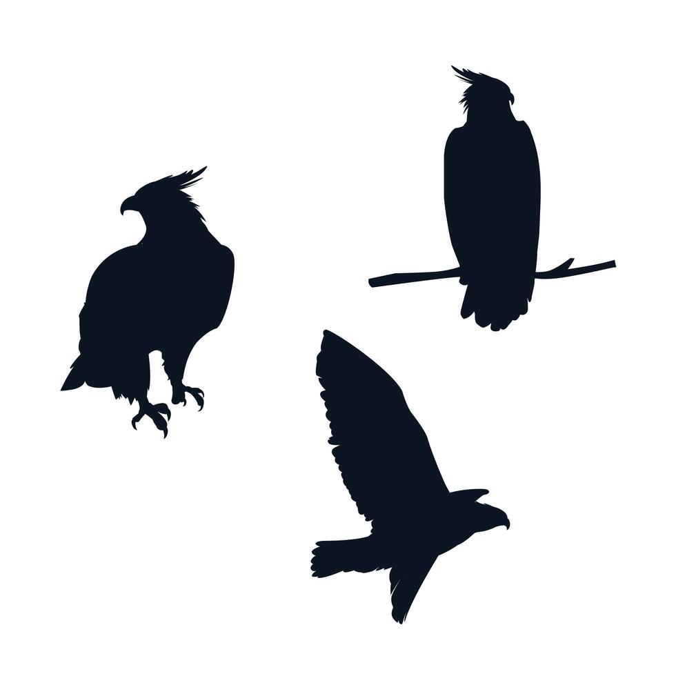 silhouettes d'oiseaux faucons avec des poses différentes vecteur