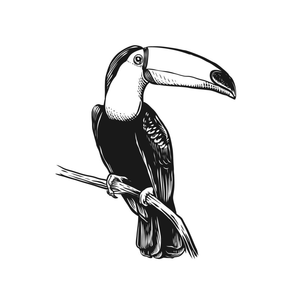 dessin au trait oiseau toucan vecteur