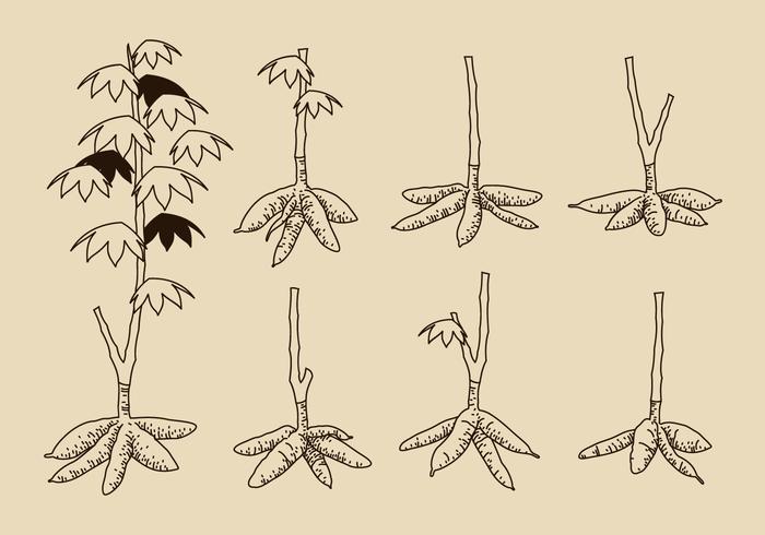 Hand Drawn Vector Manioc Arbre gratuit