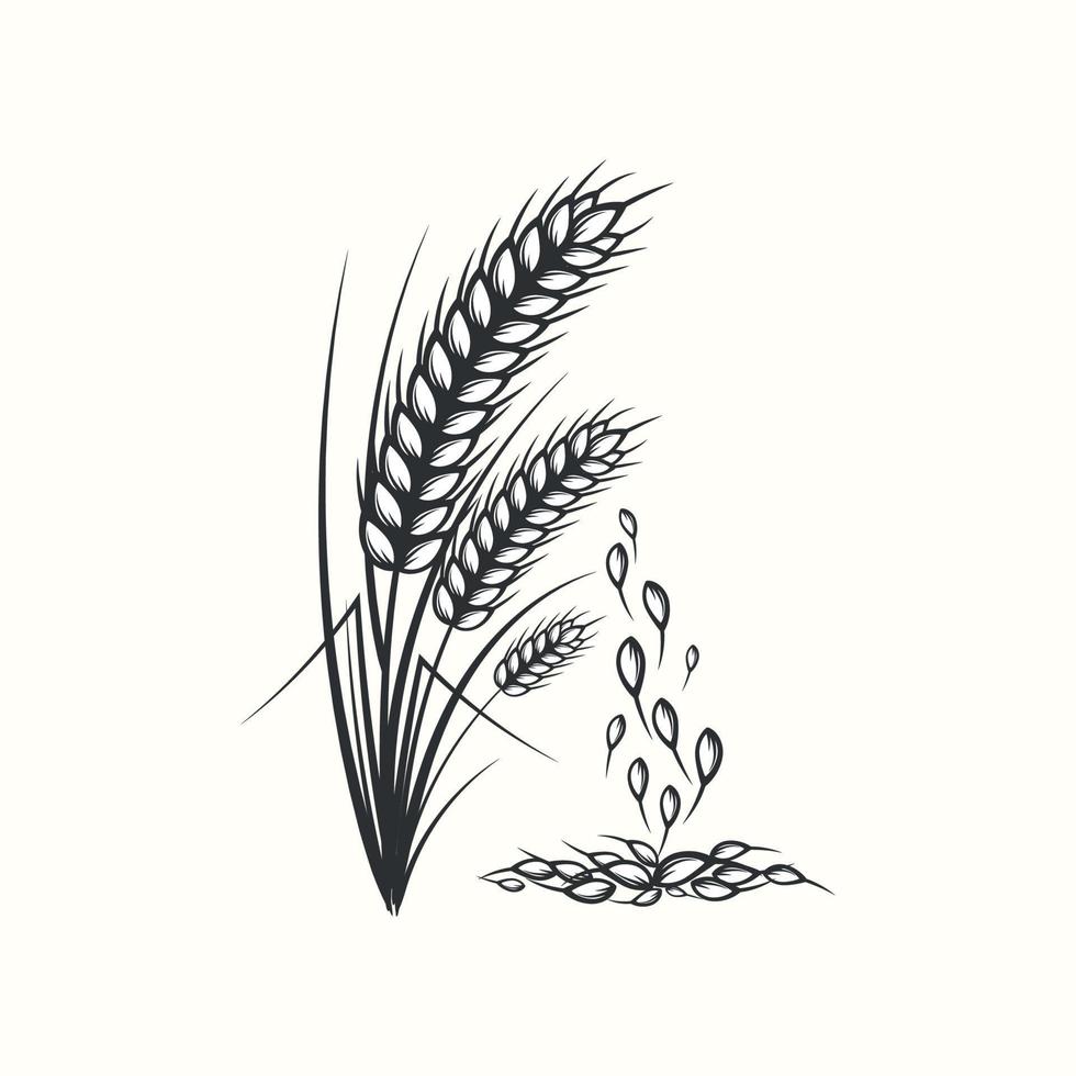 main dessinée silhouette noir et blanc d'épis de blé céréales orge illustration dans un style vintage et rétro sur fond blanc vecteur