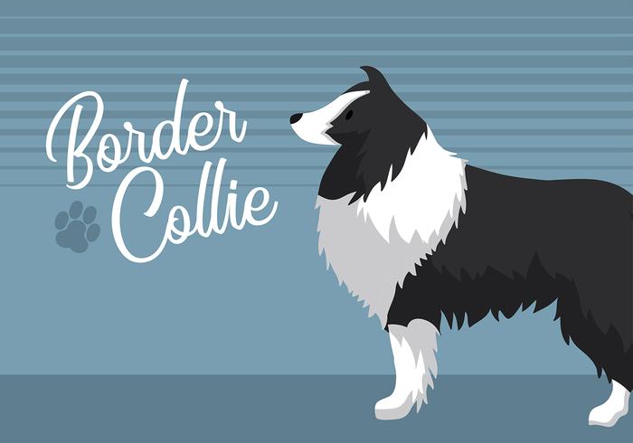 Border Collie vecteur libre