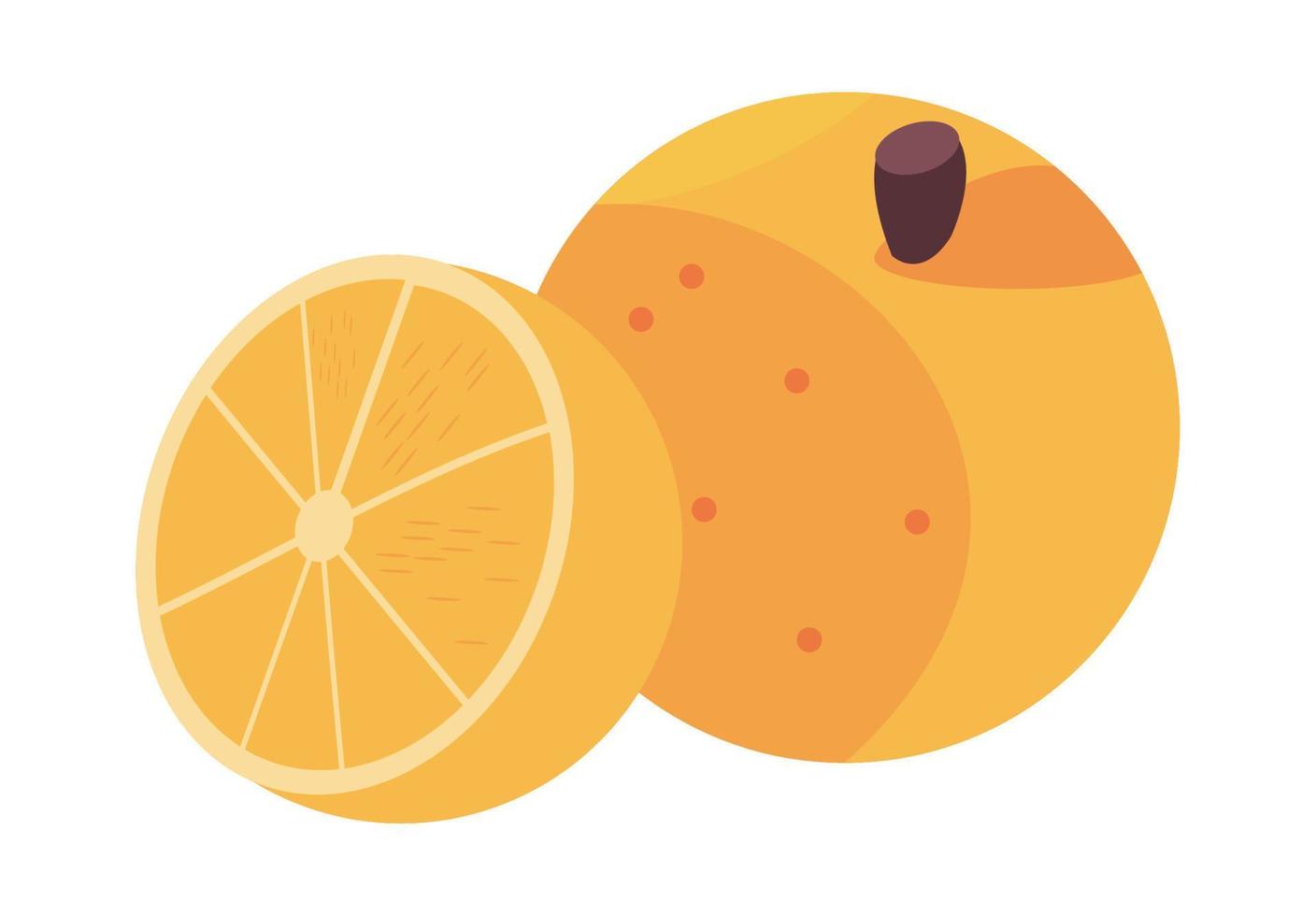 oranges agrumes vecteur
