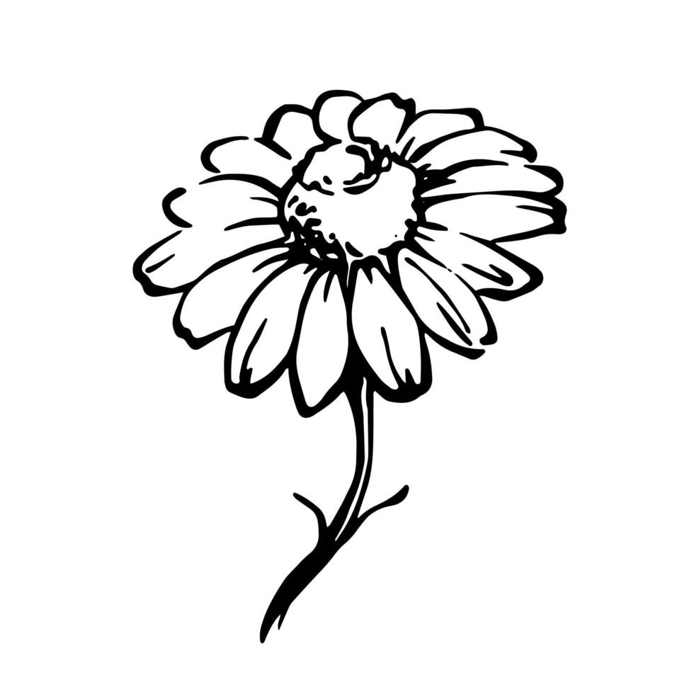 dessin de tête de fleur de camomille. illustration botanique en noir et blanc. fleur de camomille unique dessinée à main levée. vecteur