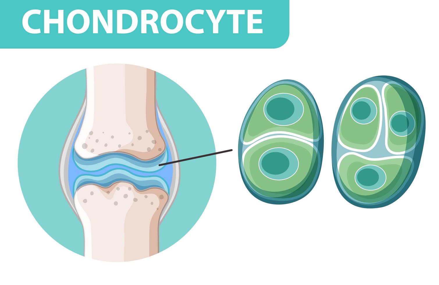 affiche informative de chondrocytes vecteur