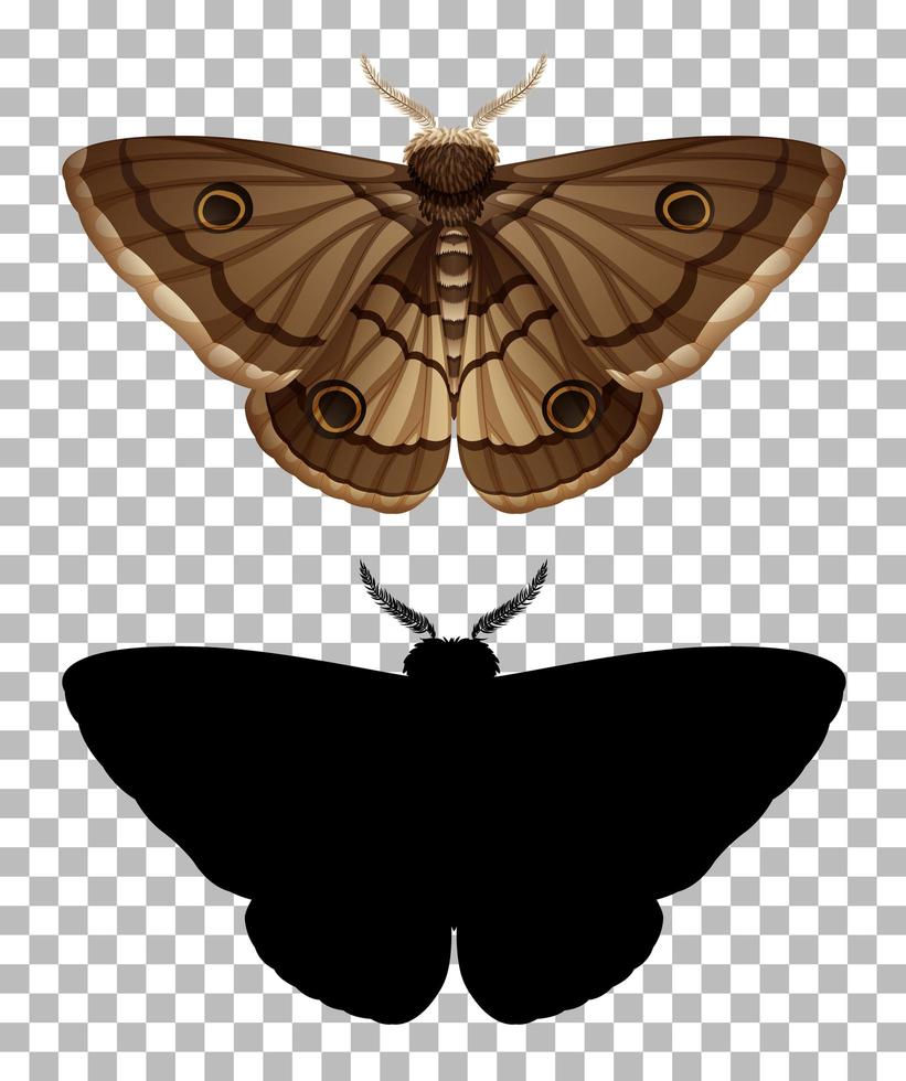 papillon de nuit et sa silhouette isolée vecteur