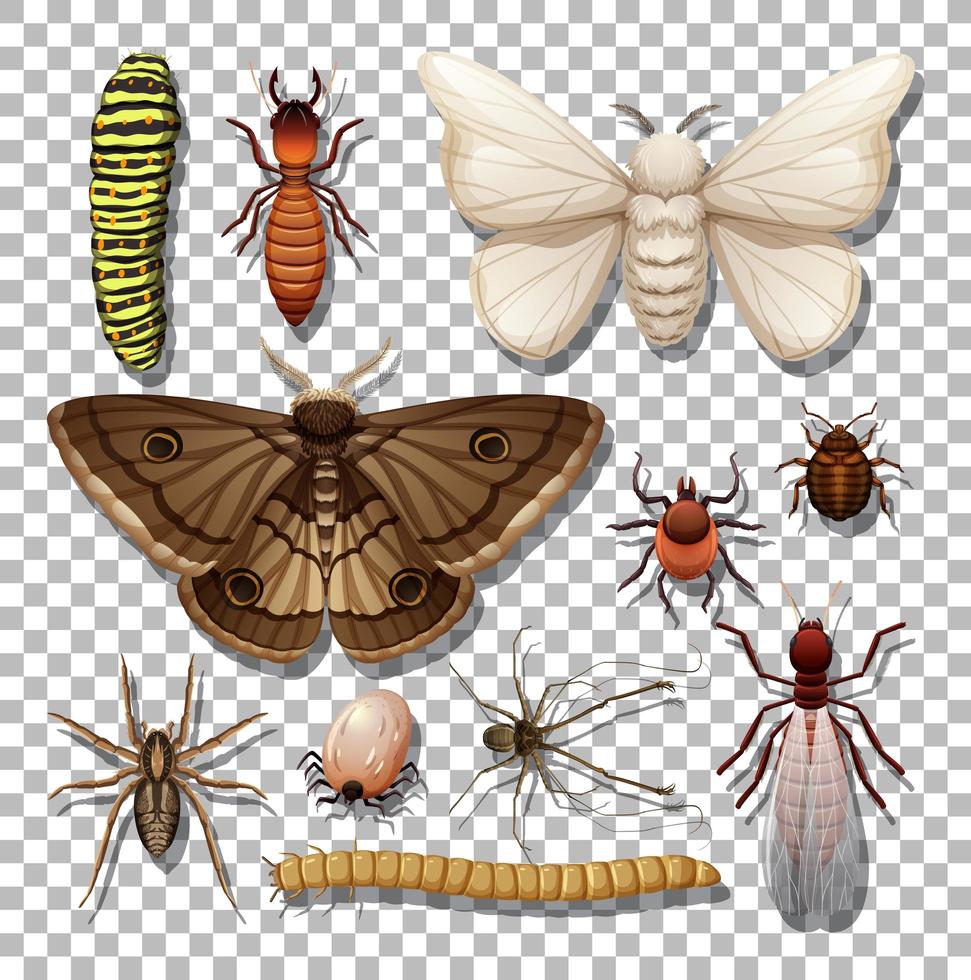 ensemble de différents insectes isolés vecteur