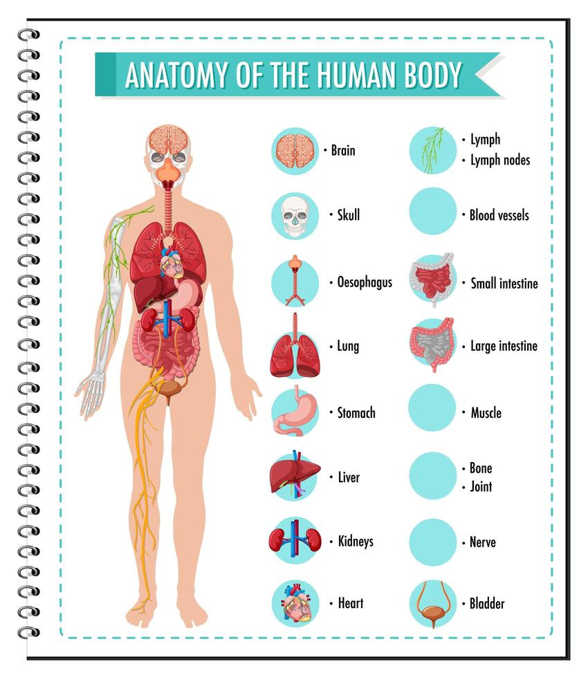 anatomie de l & # 39; infographie du corps humain vecteur