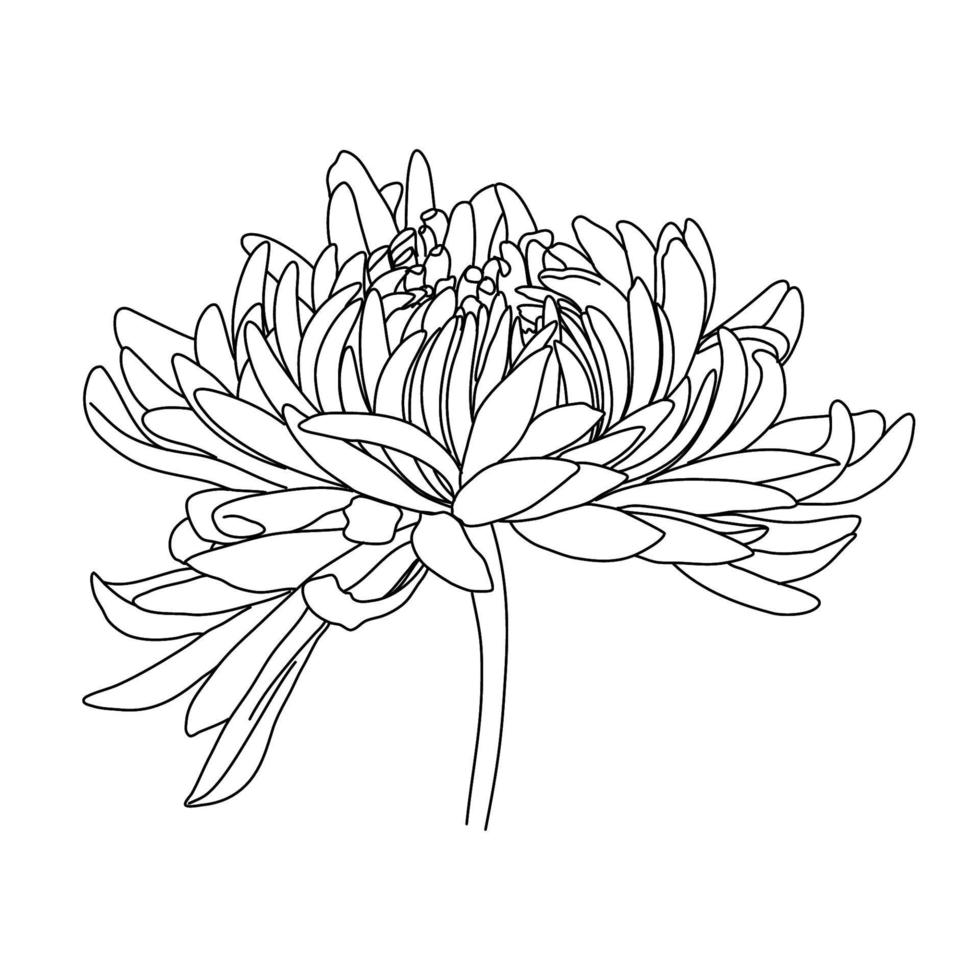 illustration d'illustrateur d'adobe. fleur un dessin au trait. ligne continue d'illustration de fleur simple. modèle de conception botanique contemporaine abstraite pour couvertures minimalistes, impression de t-shirt. vecteur