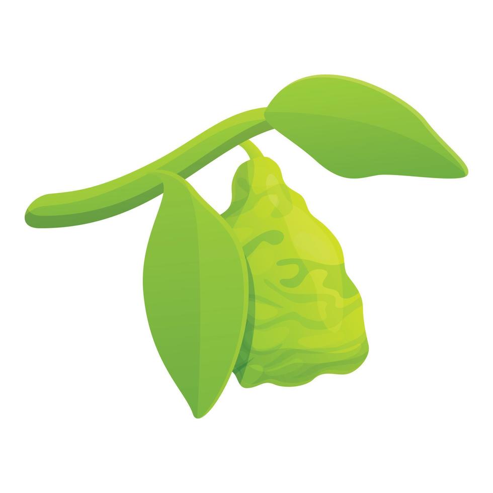 icône de branche de bergamote, style cartoon vecteur