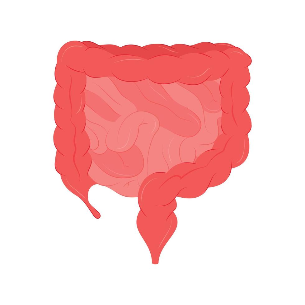 illustration vectorielle d'un organe intestinal humain isolé. vecteur