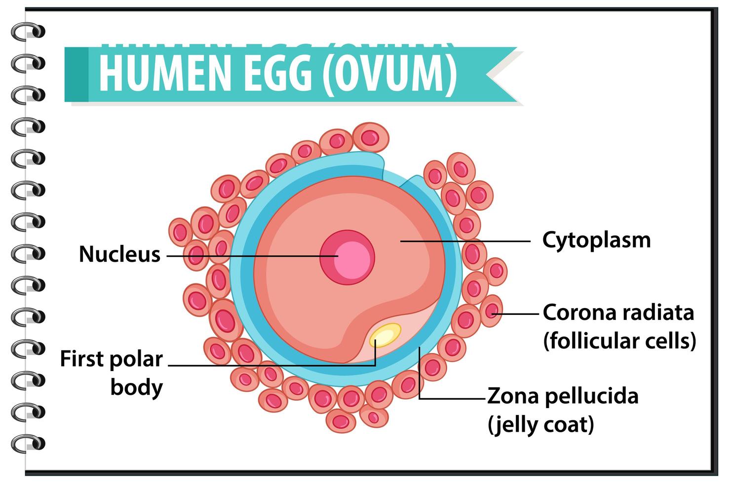 ovule humain ou structure d & # 39; ovule pour l & # 39; éducation à la santé infographique vecteur