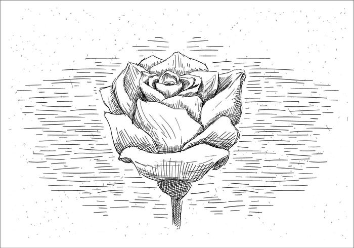 Croquis à main libre Rose vecteur