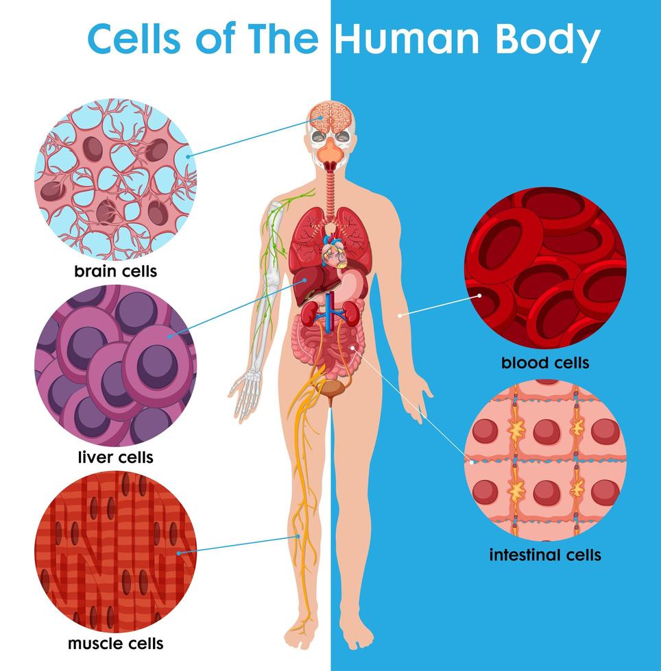 affiche de la cellule du corps humain vecteur