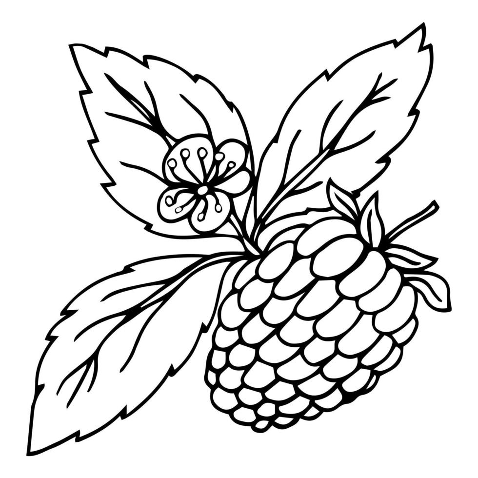 dessin vectoriel de framboise. croquis de branche de baies isolées sur fond blanc. illustration de style gravé de fruits d'été. nourriture végétarienne détaillée dessinée à la main. idéal pour l'étiquette, l'affiche, l'impression