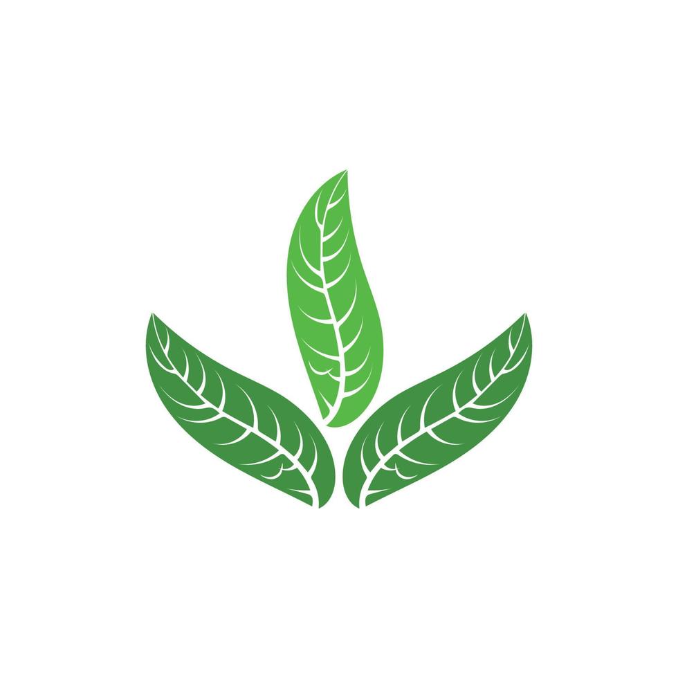 logos de l'écologie des feuilles d'arbre vert vecteur