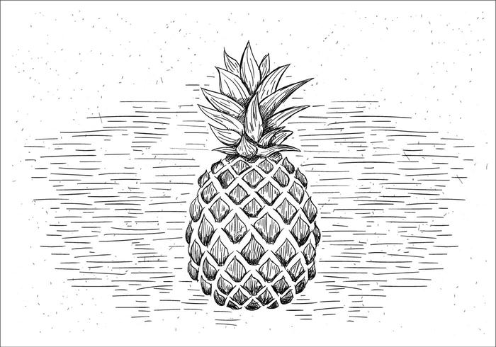 Free Hand Drawn Illustration Vecteur ananas