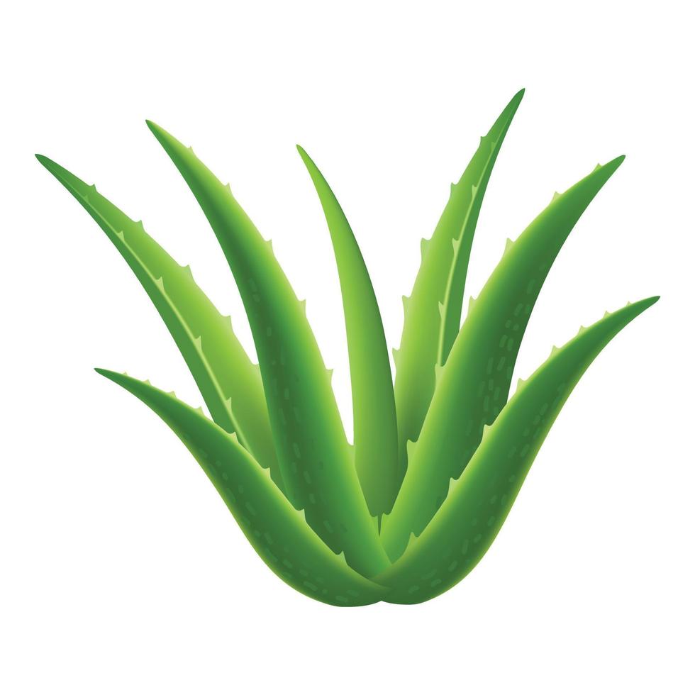 icône de plante d'aloe vera, style réaliste vecteur