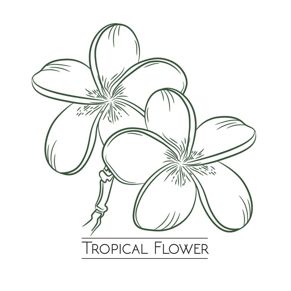 conception d'illustration vectorielle de fleurs tropicales dans un style dessiné à la main, parfaite pour le logo de produit de marque, la décoration murale et la conception de t-shirt vecteur