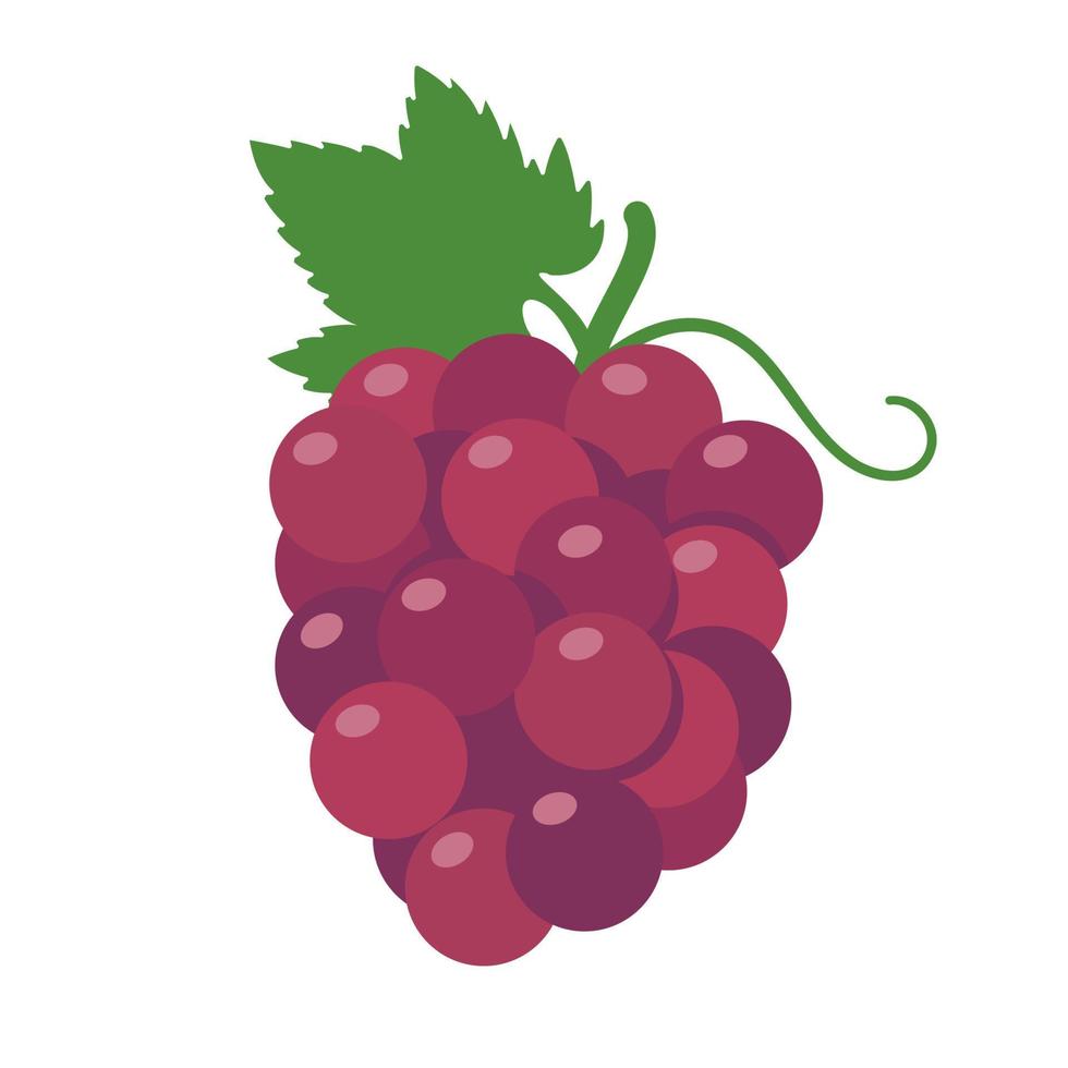 raisins violets. fruit sucré sain pour les végétariens. vecteur