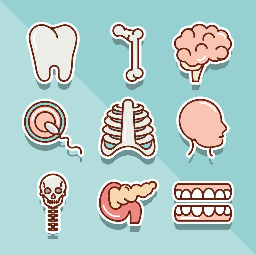 Jeu d'icônes de l'anatomie et de la santé du corps humain vecteur