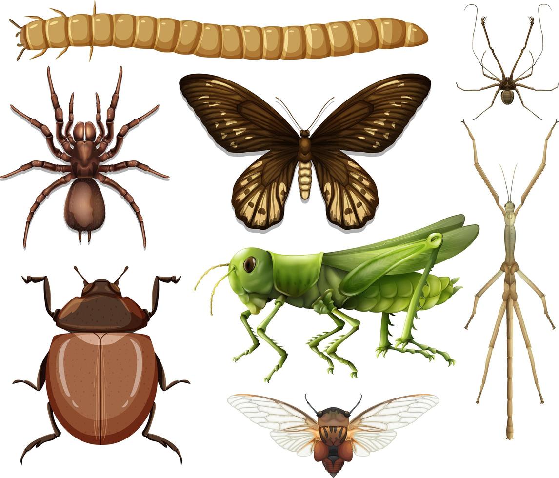 collection d'insectes différents vecteur
