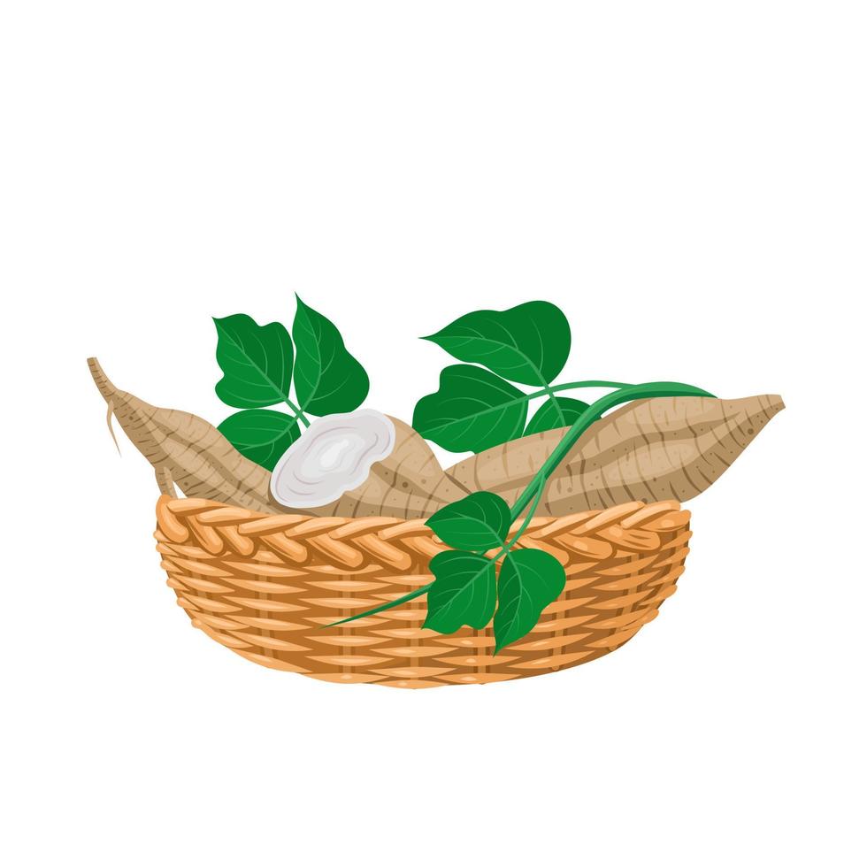 illustration vectorielle de racine de kudzu avec des feuilles dans un panier en osier, nom scientifique pueraria montana, isolé sur fond blanc. vecteur