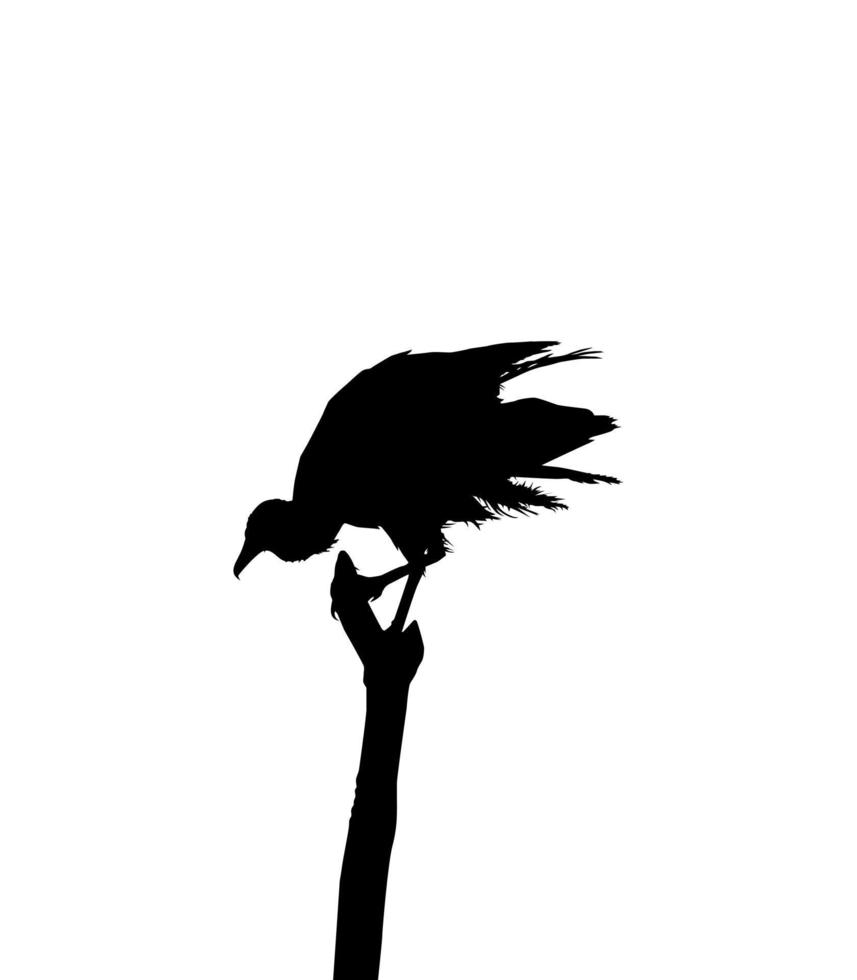 silhouette de l'oiseau vautour noir, basée sur ma photographie comme référence d'image, emplacement à nickerie, suriname, amérique du sud. illustration vectorielle vecteur