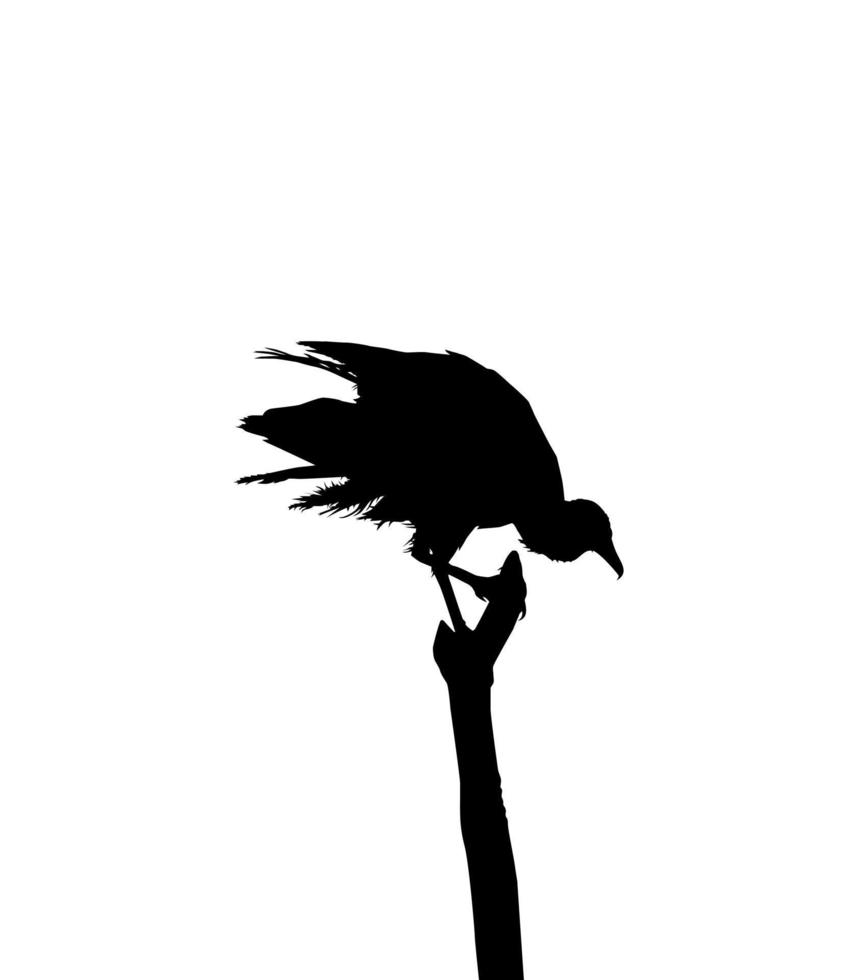 silhouette de l'oiseau vautour noir, basée sur ma photographie comme référence d'image, emplacement à nickerie, suriname, amérique du sud. illustration vectorielle vecteur