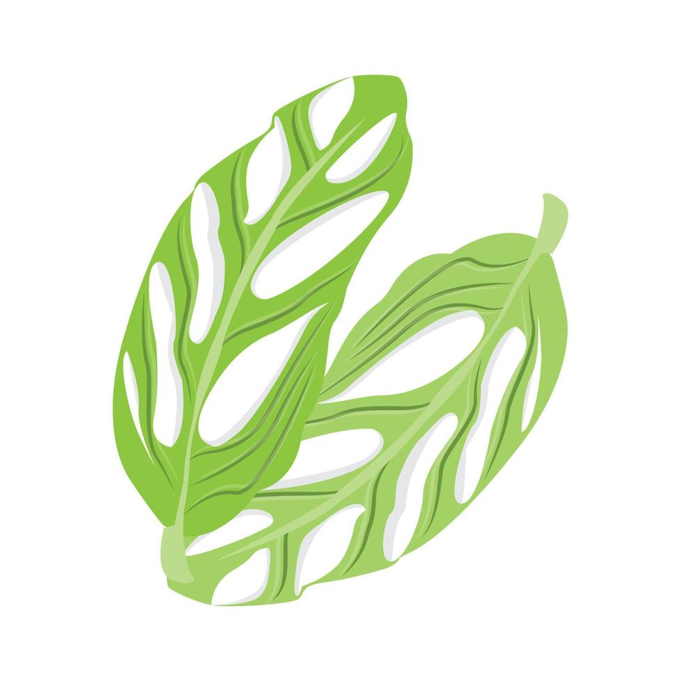 logo de feuille de monstera adansonii, vecteur de plante verte, vecteur d'arbre, illustration de feuille rare