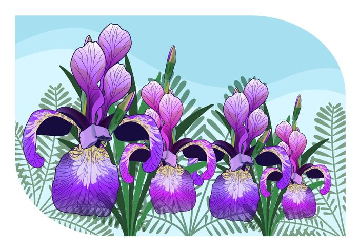 Illustration Vecteur Iris Fleur