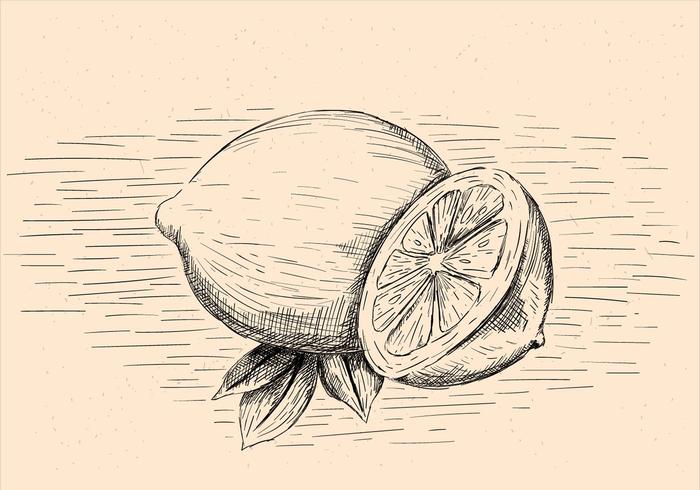 Illustration de citron à dessin à dessin gratuit vecteur