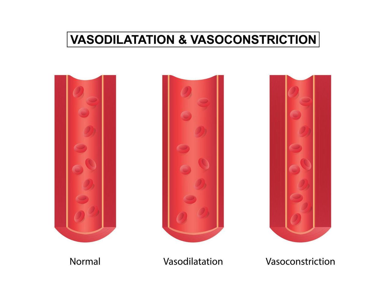 vaisseau sanguin normal, vasodilatation et vasoconstriction, illustration vectorielle vecteur