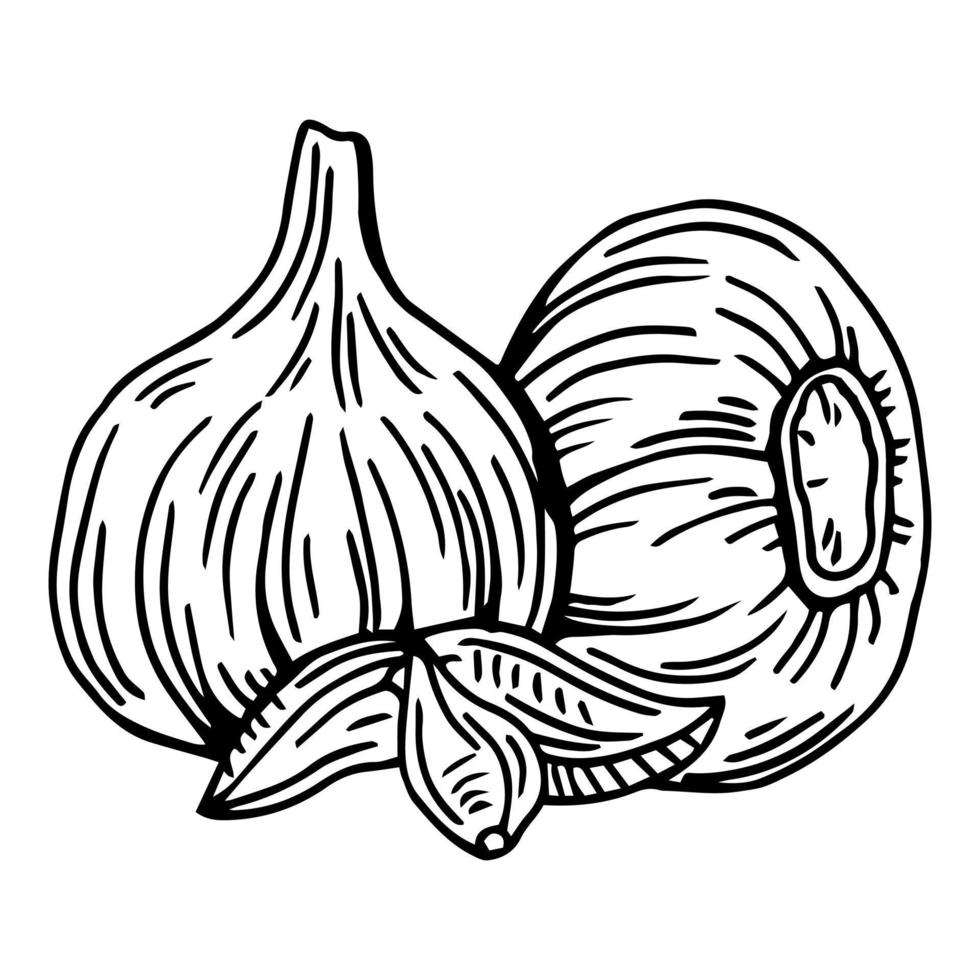 illustration vectorielle de contour d'ail. produit du marché agricole, légume isolé, bouquet d'ail gravé. vecteur