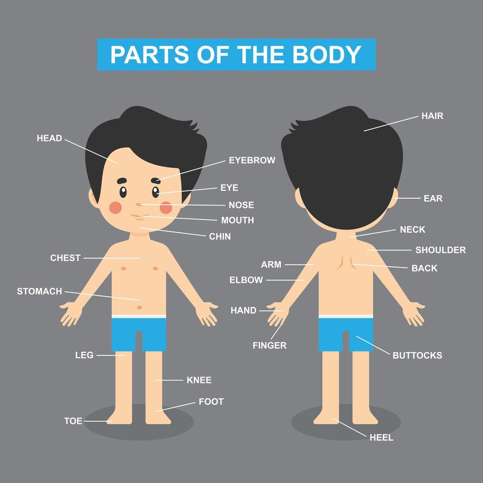 tableau des parties du corps avec garçon vecteur