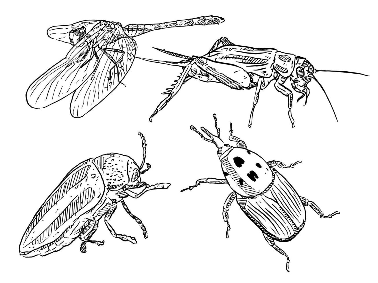 ensemble de croquis et insectes dessinés à la main et insectes libellule sauterelle coléoptère vecteur