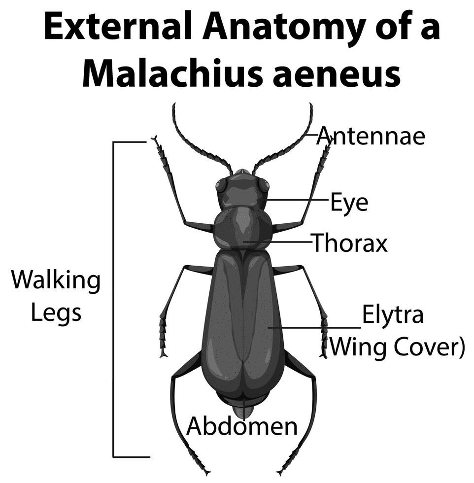 Anatomie externe d'un malachius aeneus sur fond blanc vecteur