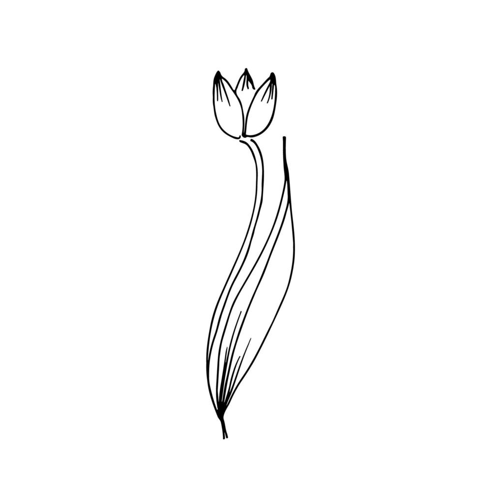 tulipe de fleur de contour. croquis de doodle dessiné à la main noire. illustration de vecteur noir isolé sur blanc. dessin au trait.