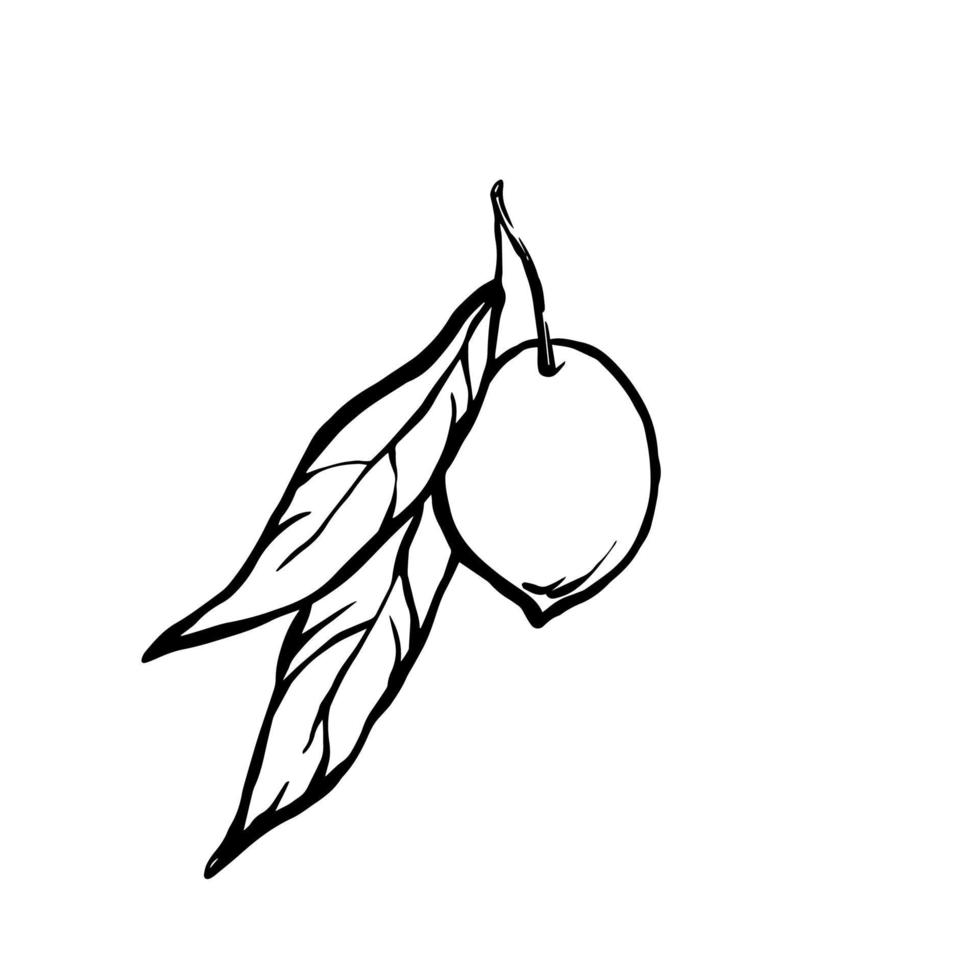 illustration vectorielle de contour noir et blanc d'olive avec des feuilles dans un style doodle. dessin au trait d'encre élément de conception dessiné à la main. vecteur