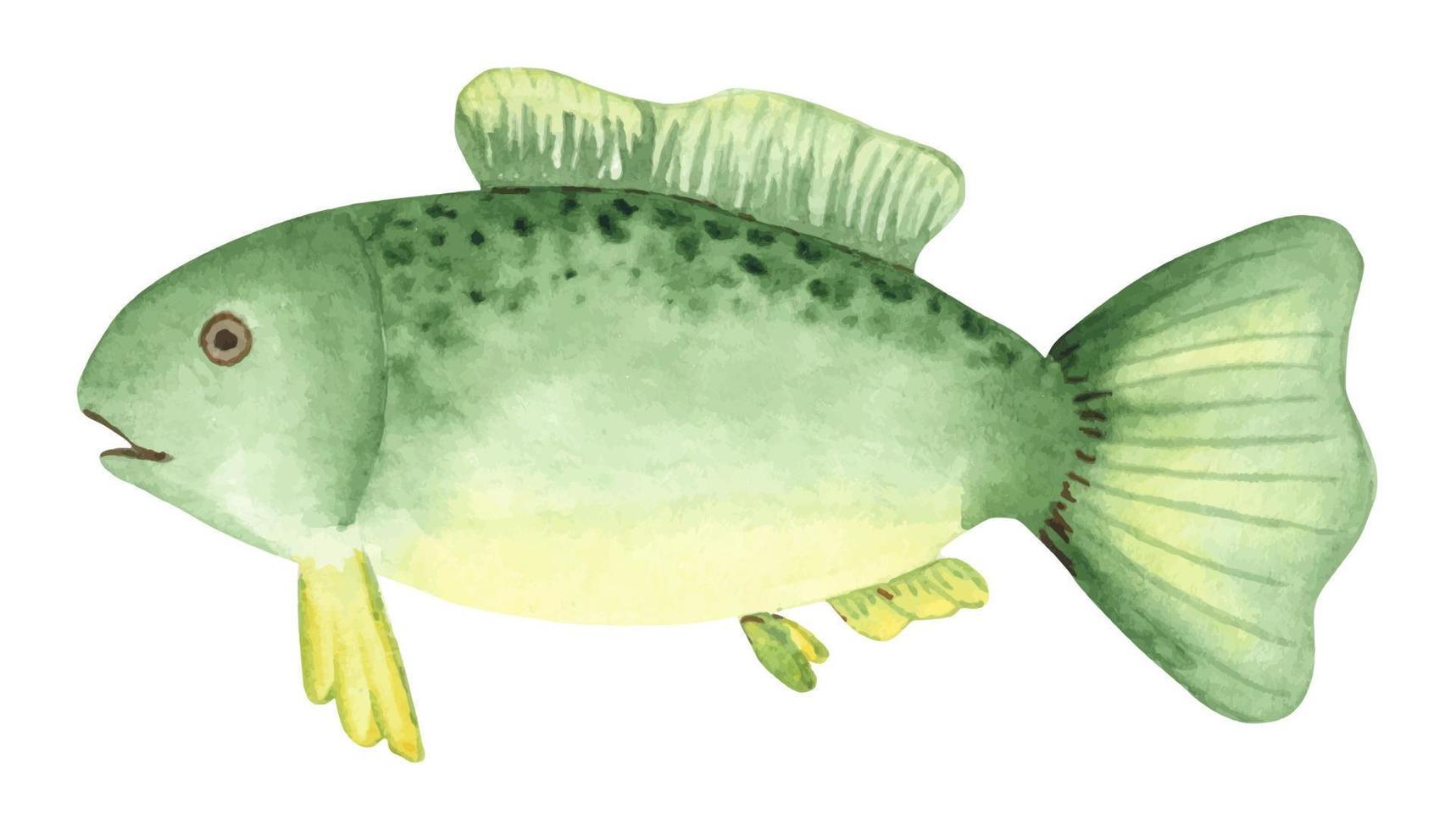 illustration aquarelle dessinée à la main d'un poisson. poisson vert vecteur
