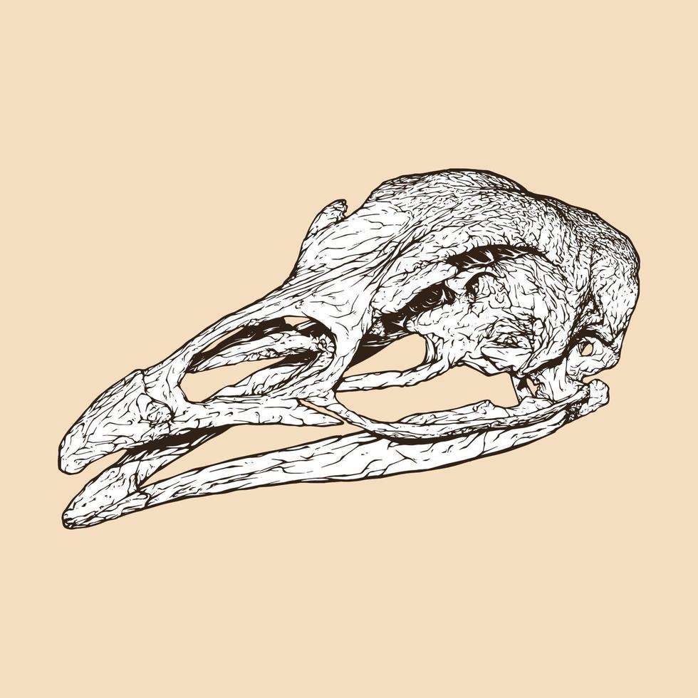 illustration vectorielle tête de crâne de dinde vecteur