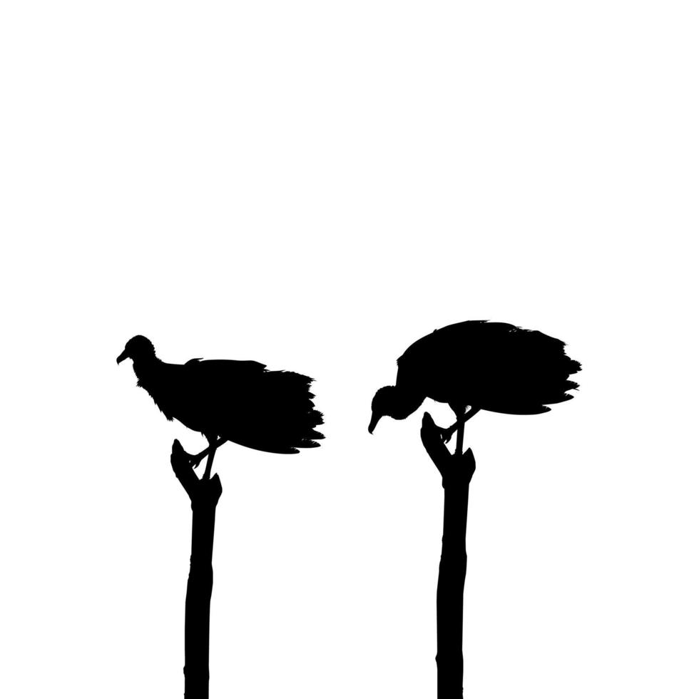 silhouette de l'oiseau vautour noir, basée sur ma photographie comme référence d'image, emplacement à nickerie, suriname, amérique du sud. illustration vectorielle vecteur