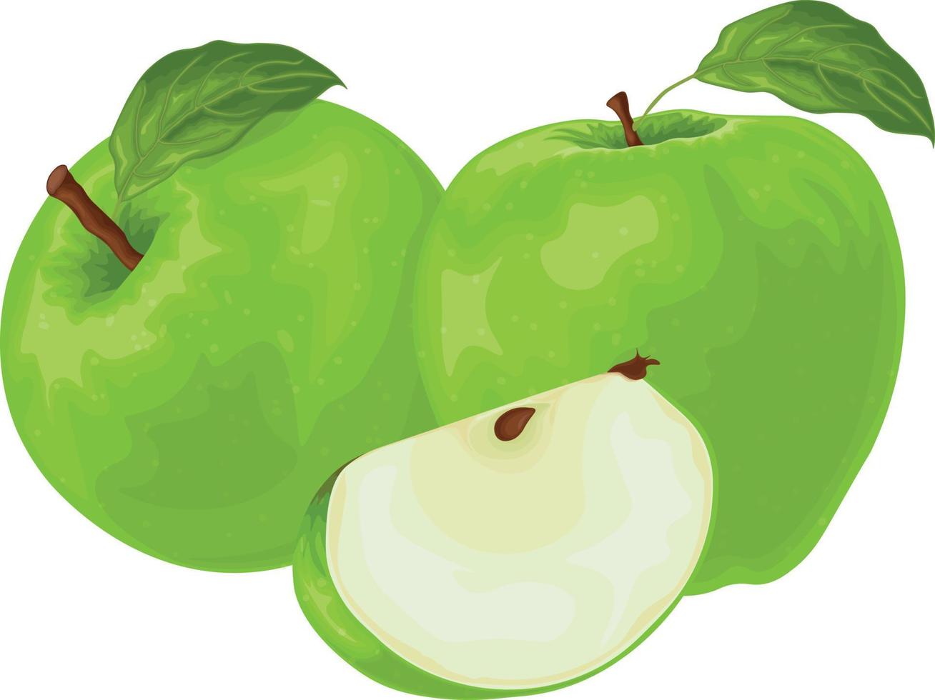 Pomme. l'image d'une pomme verte dans la section. fruits frais du jardin. produit végétarien. illustration vectorielle isolée sur fond blanc vecteur