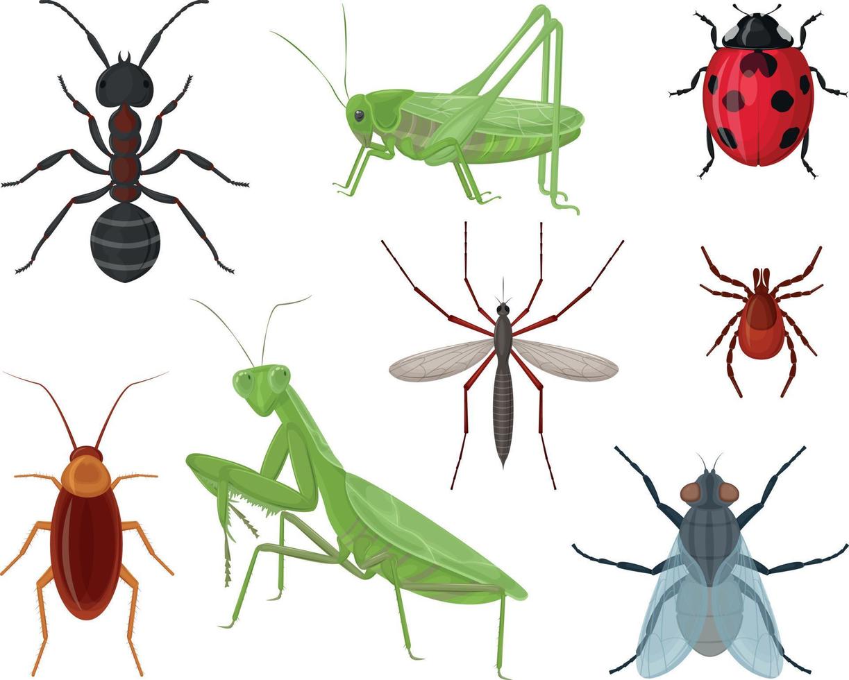 insectes. un grand ensemble avec des insectes comme une fourmi, une sauterelle, une coccinelle et un moustique, une tique de cafard et aussi une mante religieuse et une mouche. collection d'insectes, vecteur