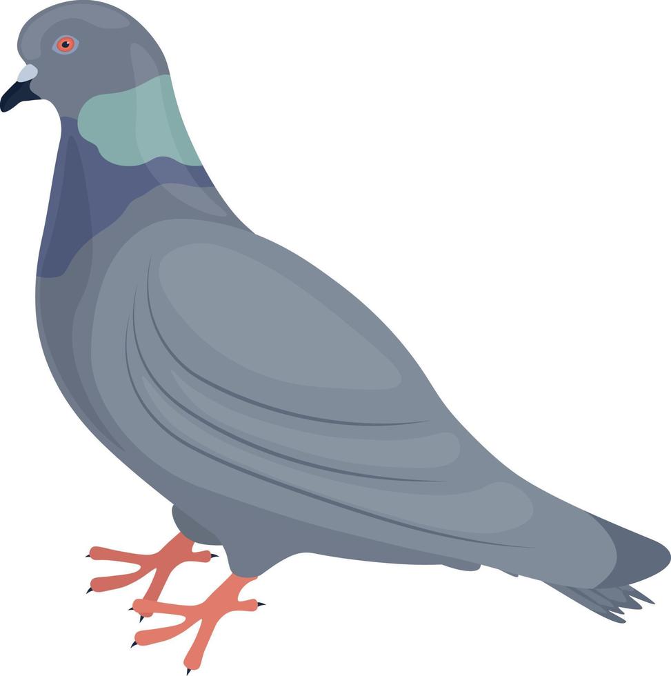 Pigeon. image d'un pigeon vue latérale d'un oiseau de la ville. le pigeon est debout sur le sol. illustration vectorielle isolée sur fond blanc vecteur