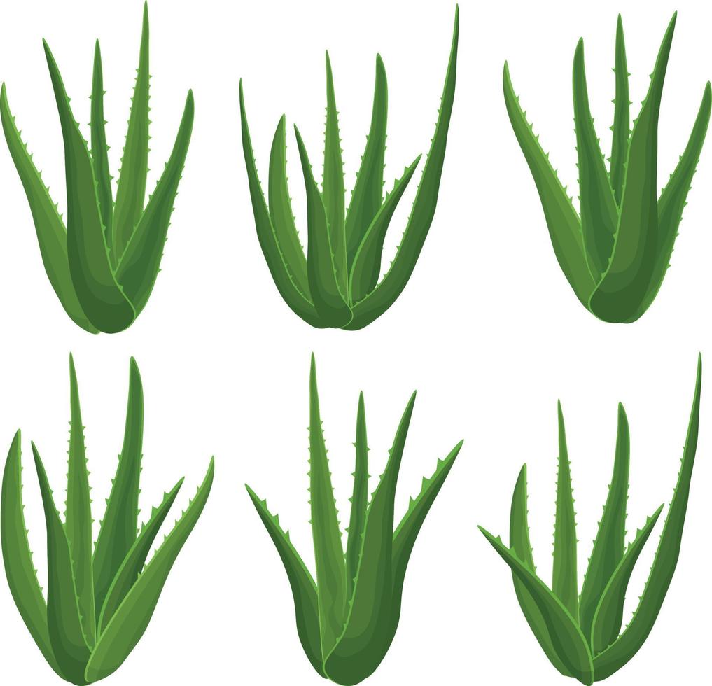 aloès. ensemble avec l'image de plantes vertes d'aloe vera de différentes formes, vue latérale. plante médicinale comme produit de soin de la peau. illustration vectorielle d'une icône plate de dessin animé isolée sur fond blanc vecteur