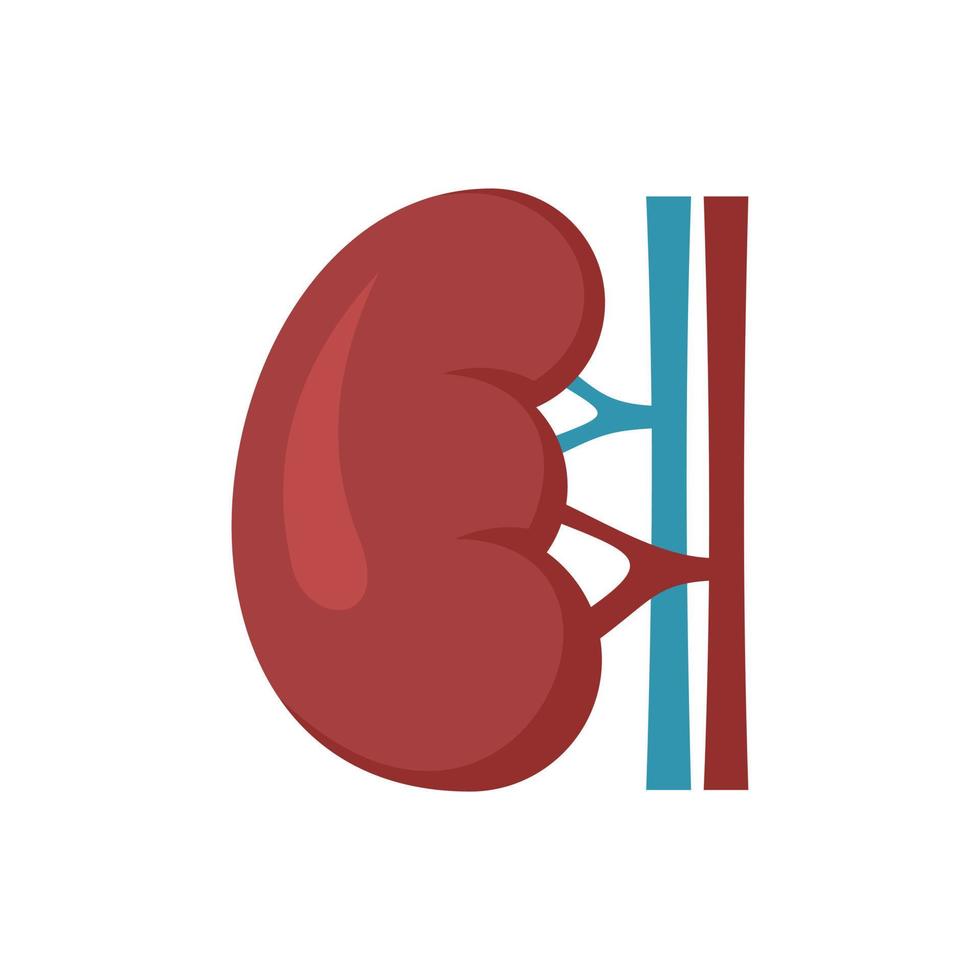 icône de rein rénal vecteur isolé plat
