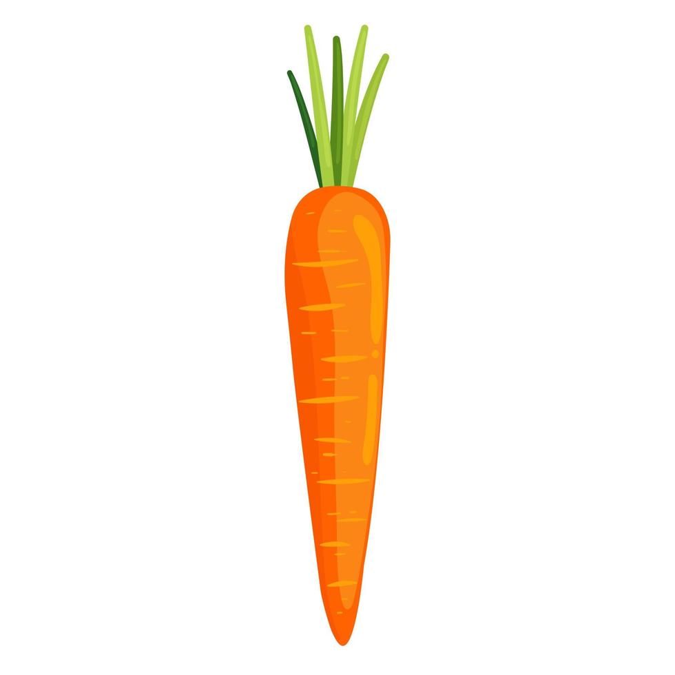 Élément d'illustration de carotte vecteur