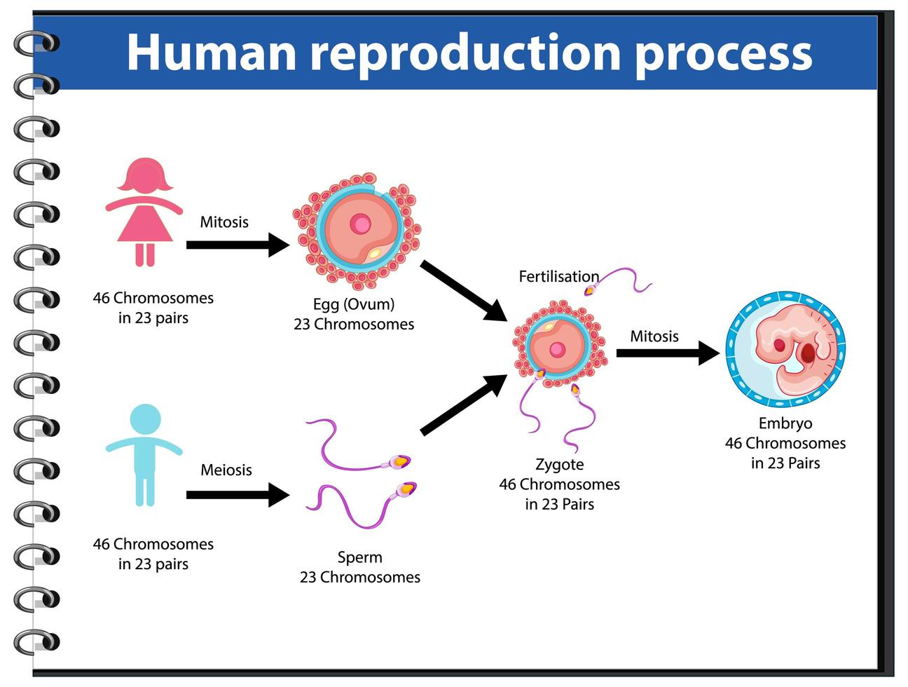 processus de reproduction de l'infographie humaine vecteur